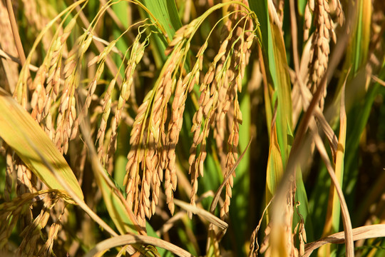 秋天收获水稻稻穗