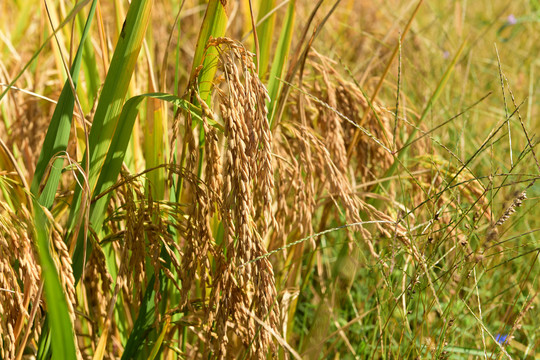 秋天收获水稻稻穗