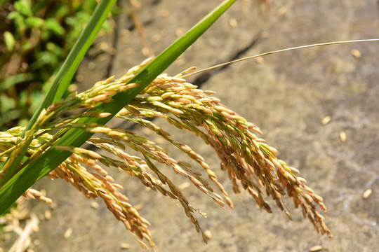 金色水稻饱满的稻穗