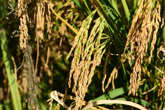 金色水稻饱满的稻穗