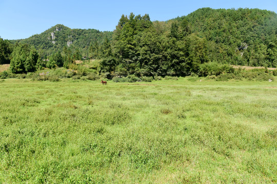 湖北省咸丰县巴西坝草原