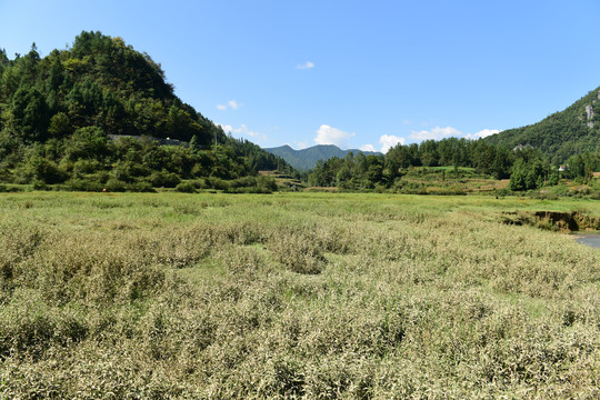 湖北省咸丰县巴西坝草原