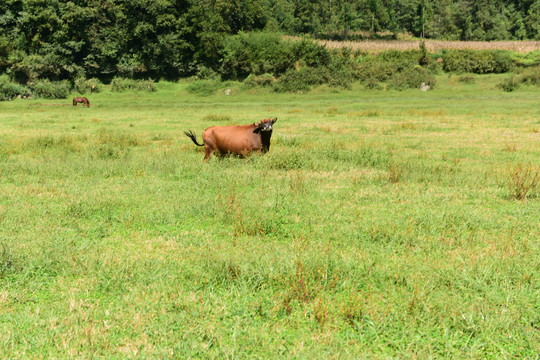 牧场牲畜黄牛