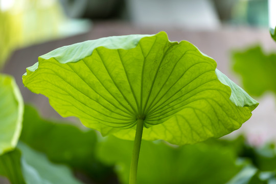 荷花叶子