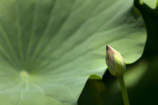 荷花花苞