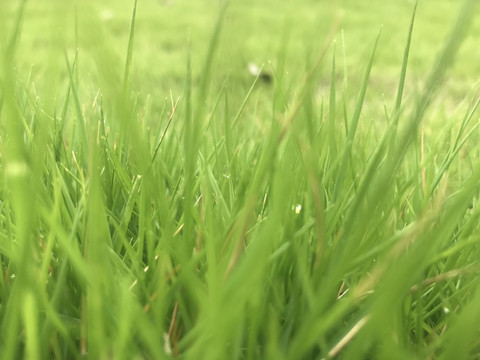 绿意盎然草地背景虚化