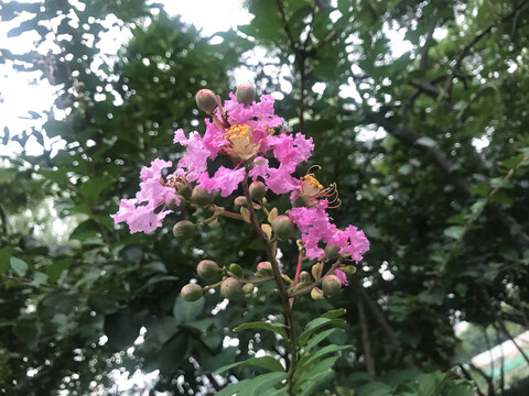 紫薇花