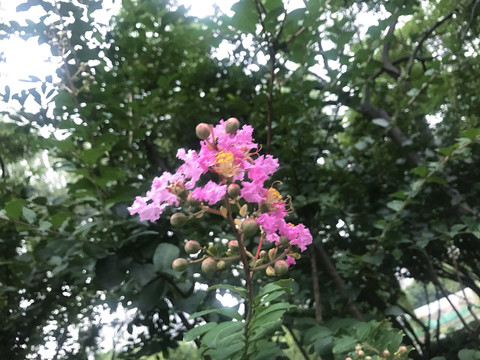 紫薇花