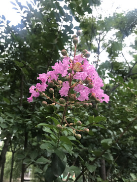 紫薇花