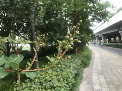 含苞待放的花骨朵