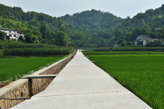 水稻生产