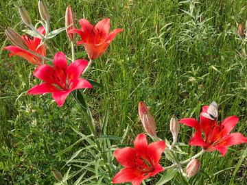 野百合花