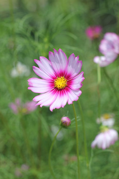 粉红格桑花