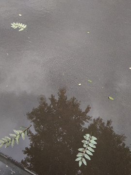 雨后落叶