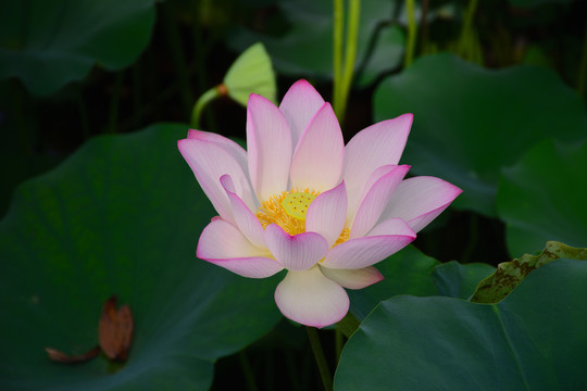 荷花