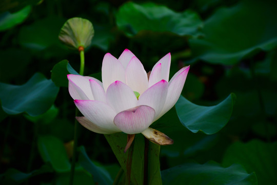 荷花