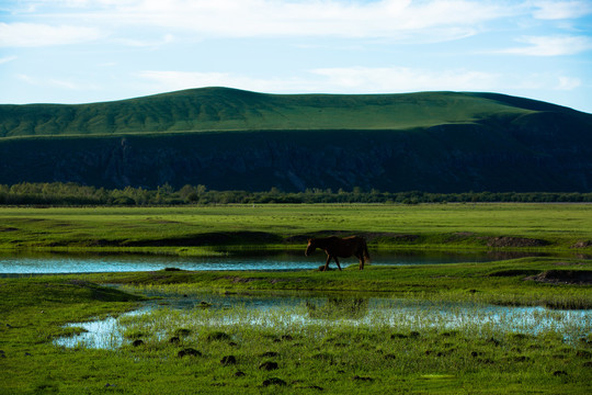 草原湿地一匹马