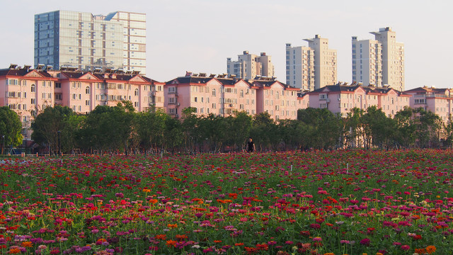 城市花田