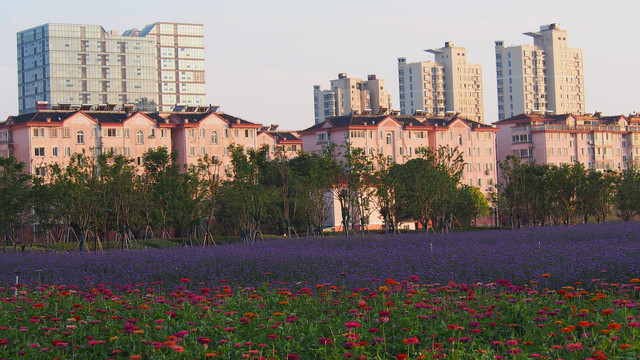 城市花田