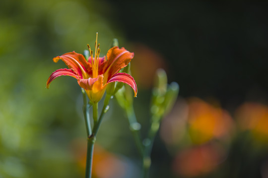 萱草花黄花菜