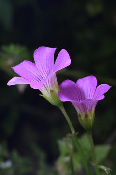 路边野花