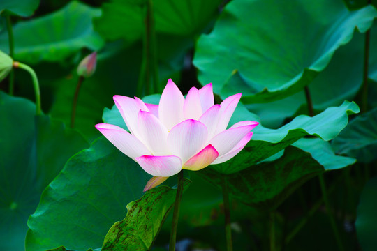 荷花