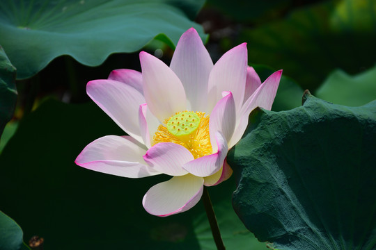 荷花
