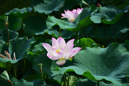 荷花