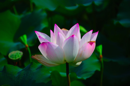 荷花