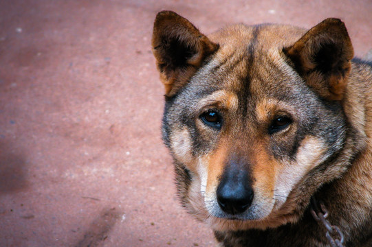 中华田园犬