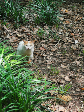 野猫素材