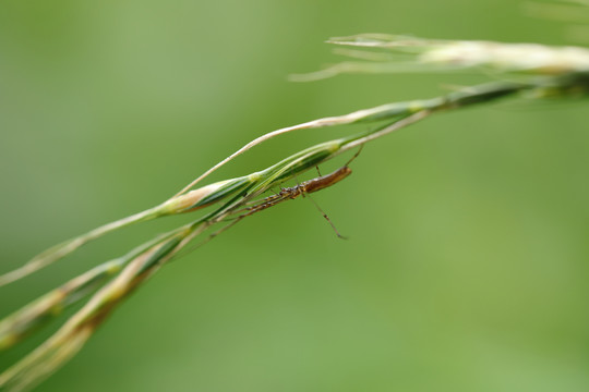 昆虫素材