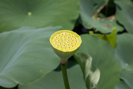 莲蓬