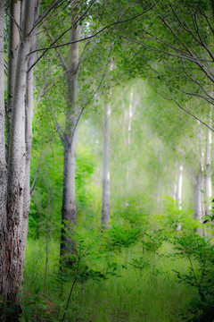 绿野仙踪小树林杨树油画风景背景