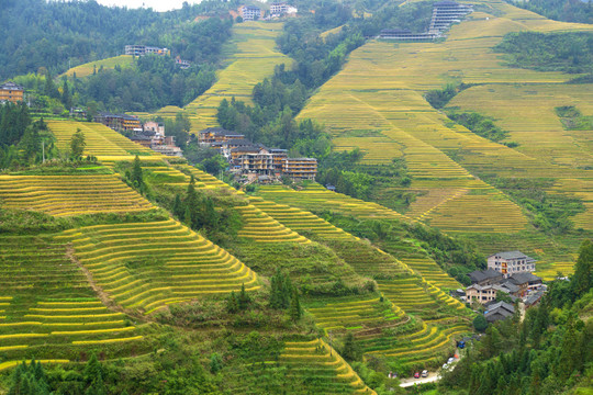 山寨梯田