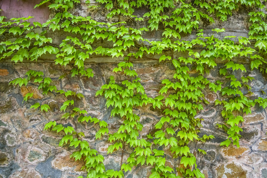 绿植墙高清大图