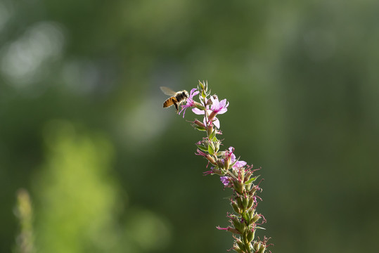 蜜蜂