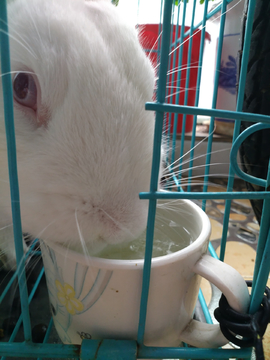 兔子喝水