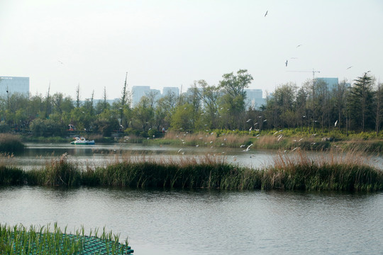 湿地飞鸟
