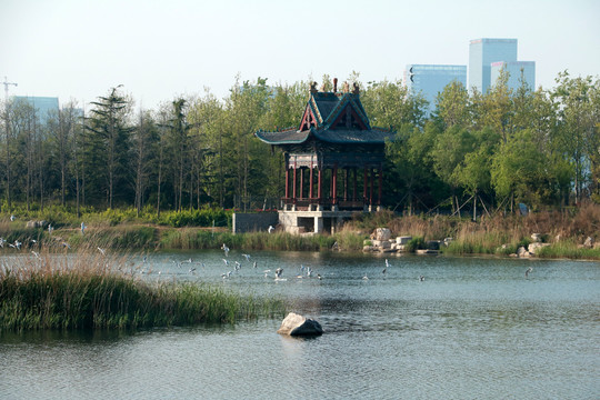 湿地飞鸟