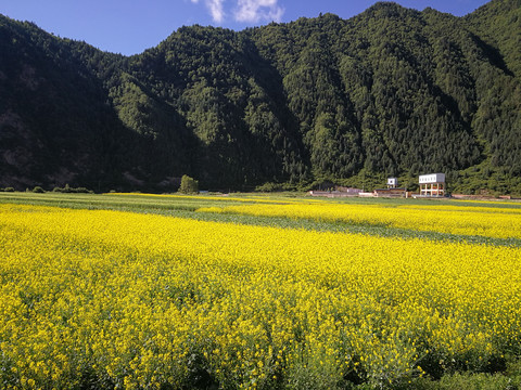 油菜花