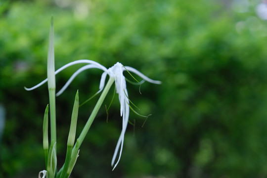 水鬼蕉