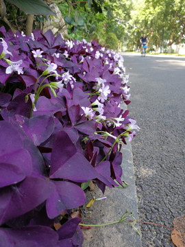 紫叶醡浆草