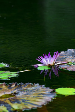 莲花池