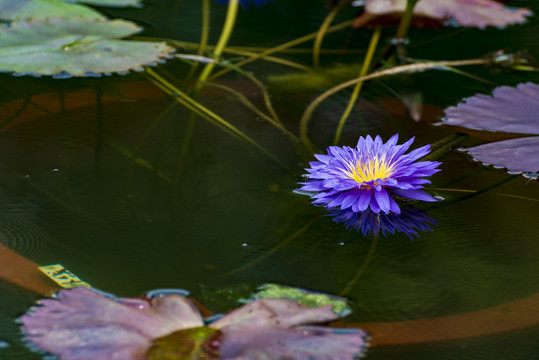 莲花池