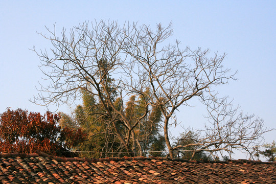 屋顶树木