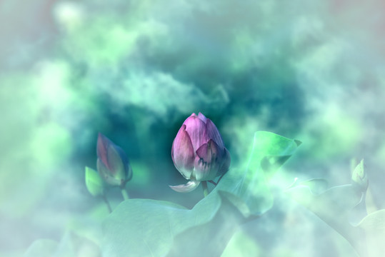 云中的红莲花荷花