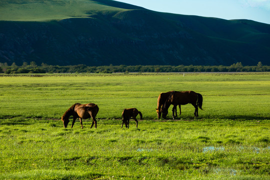 丘陵湿地草原马群吃草