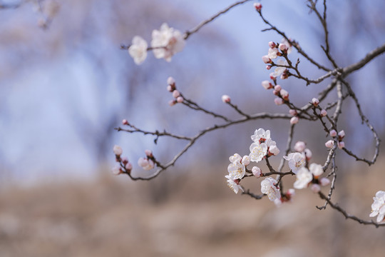 杏花