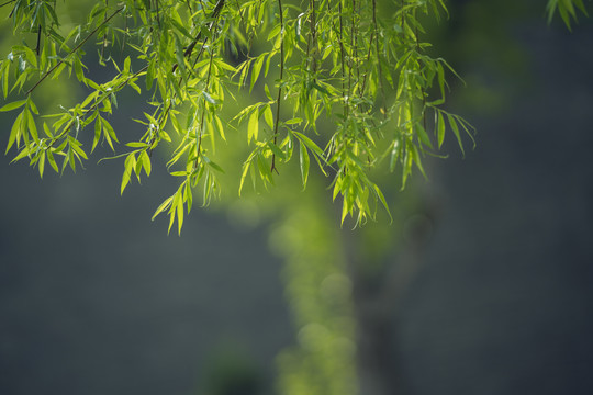 柳叶垂柳